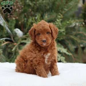 Fern, Mini Goldendoodle Puppy